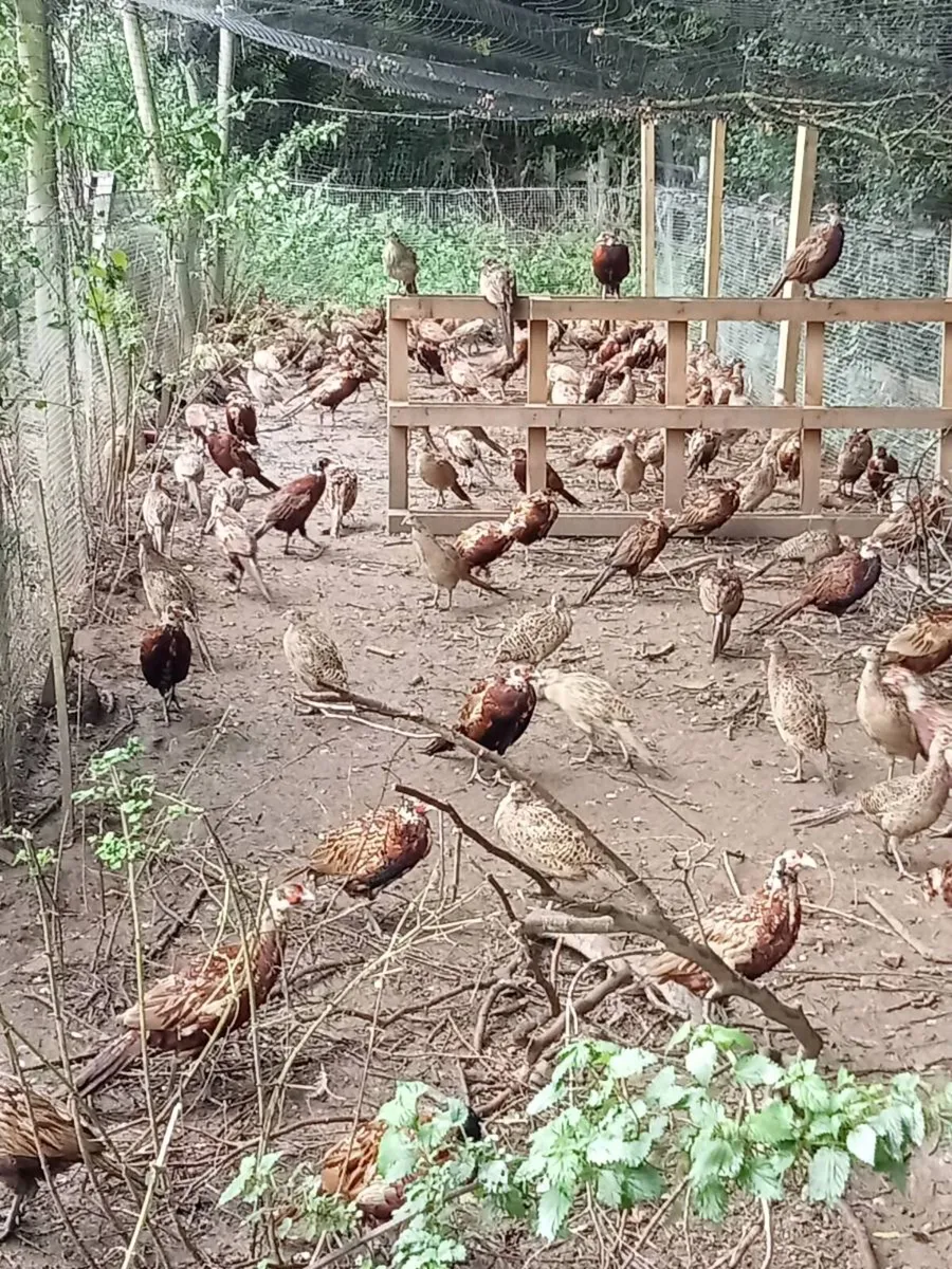 Pheasants - Image 1