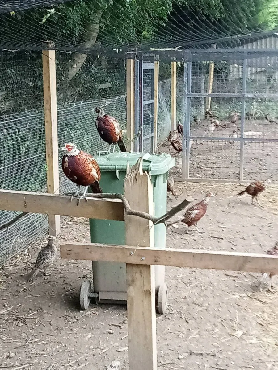 Pheasants - Image 2