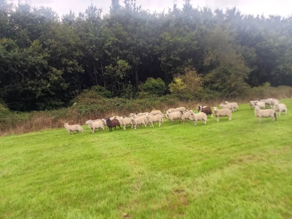 Organic store lambs - Image 1