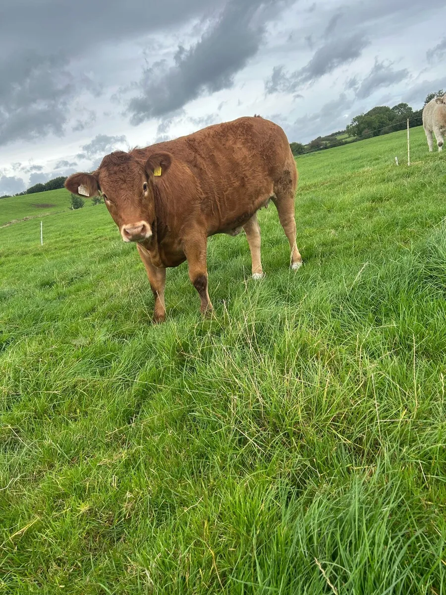 Heifer out of drumline 5 stars balla mart - Image 3
