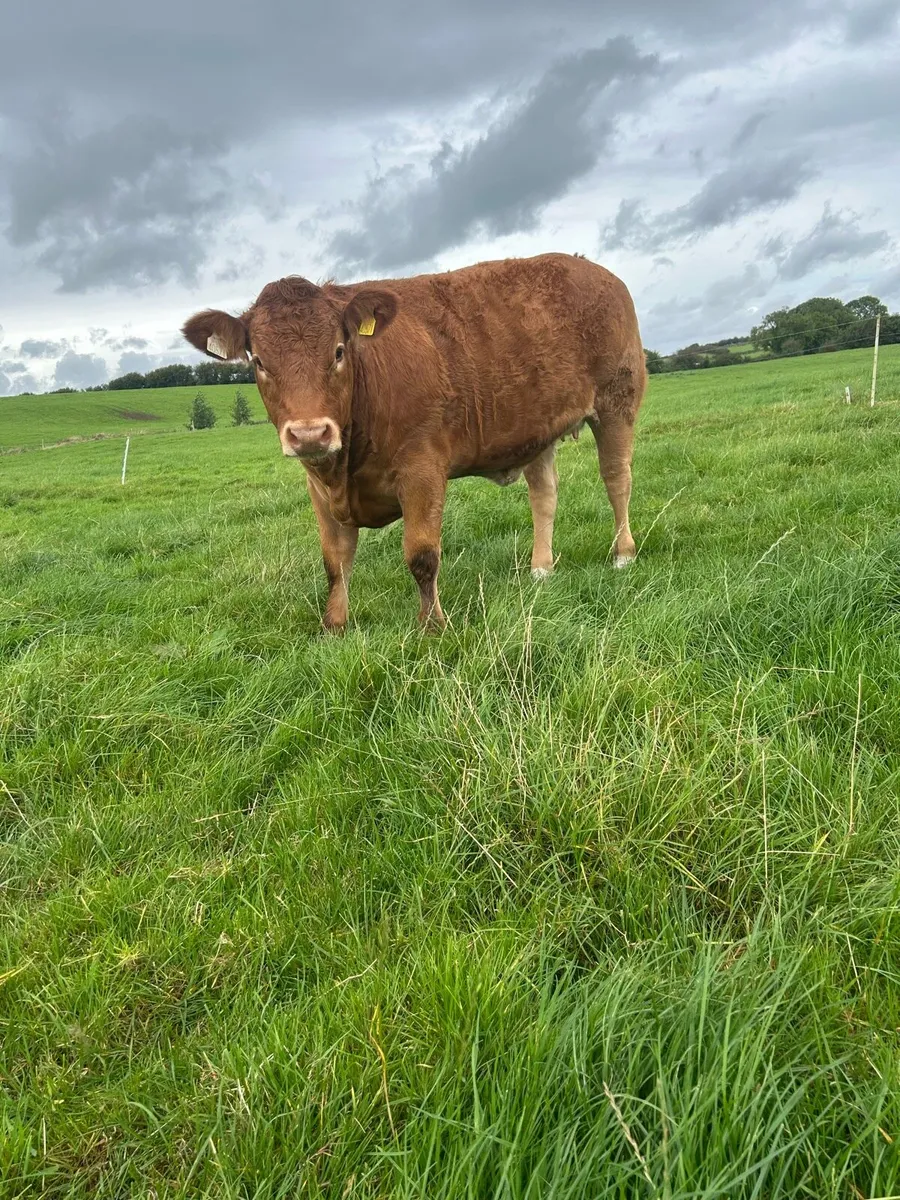 Heifer out of drumline 5 stars balla mart - Image 2