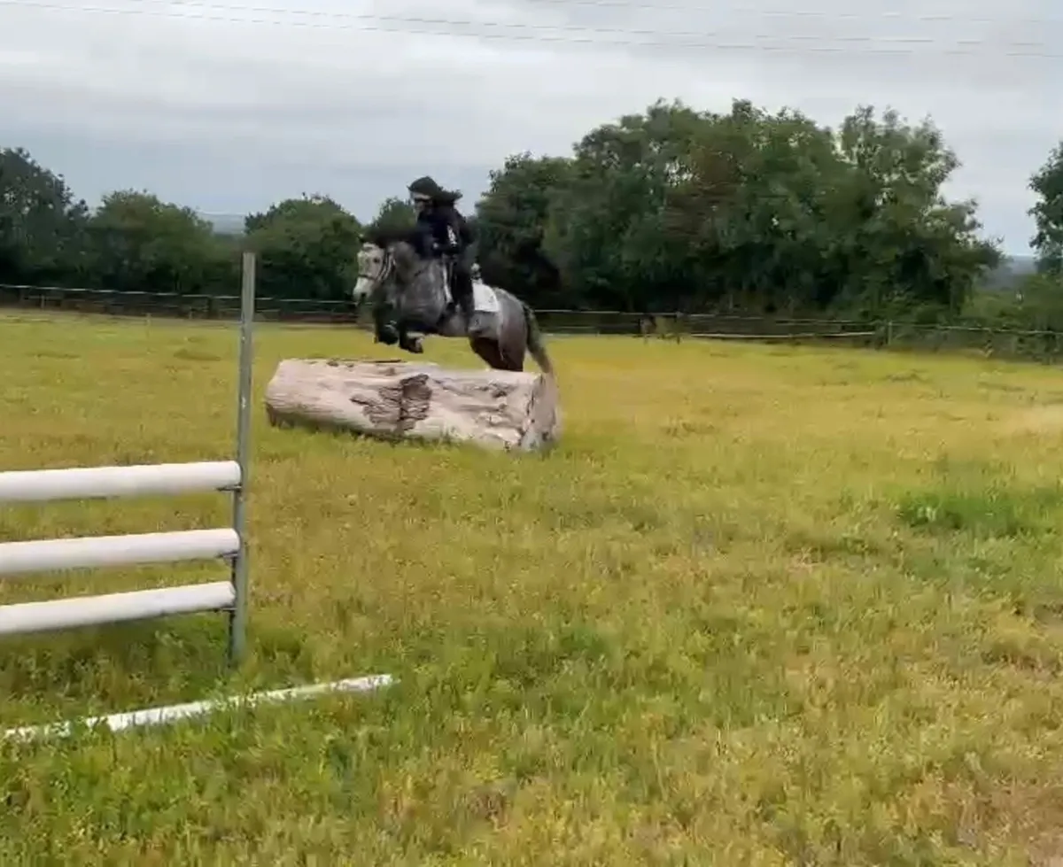 13.2 pony - Image 3