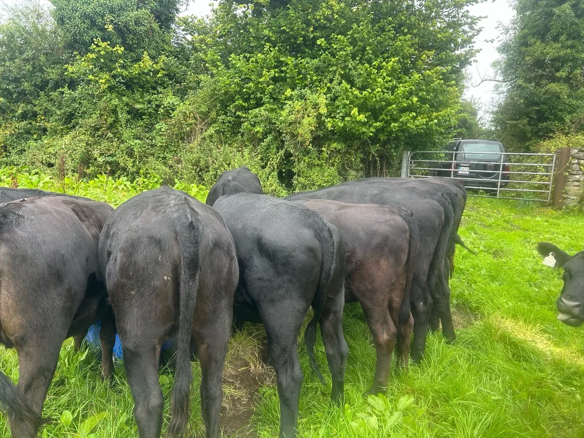 Angus heifers for finishing or breeding - Image 2