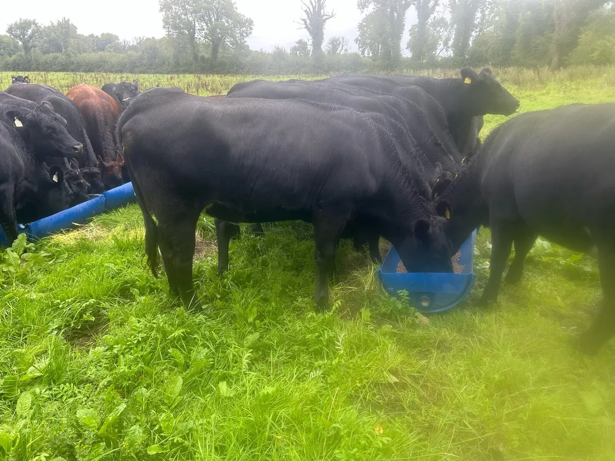Angus heifers for finishing or breeding - Image 4