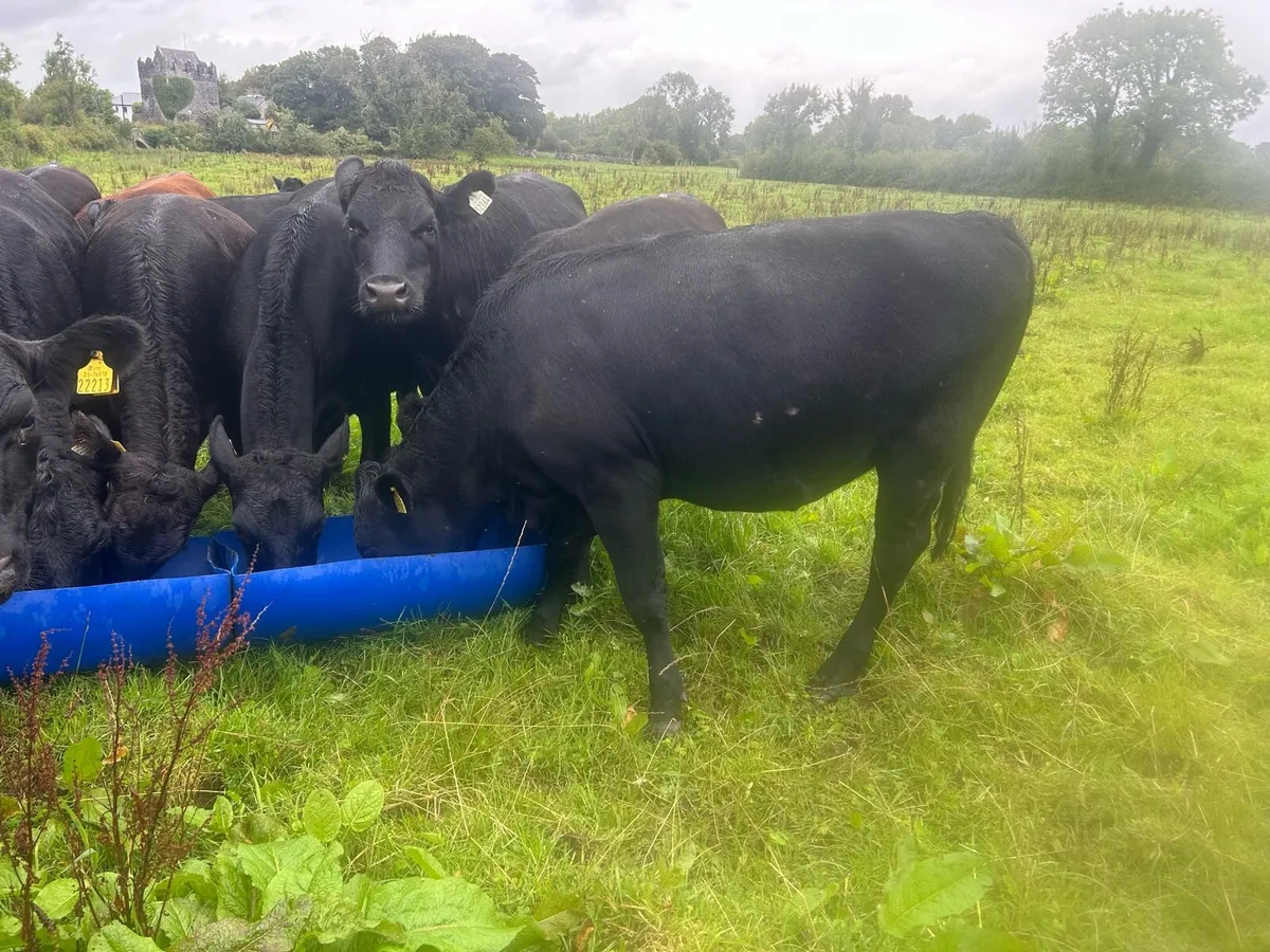 Angus heifers for finishing or breeding - Image 3