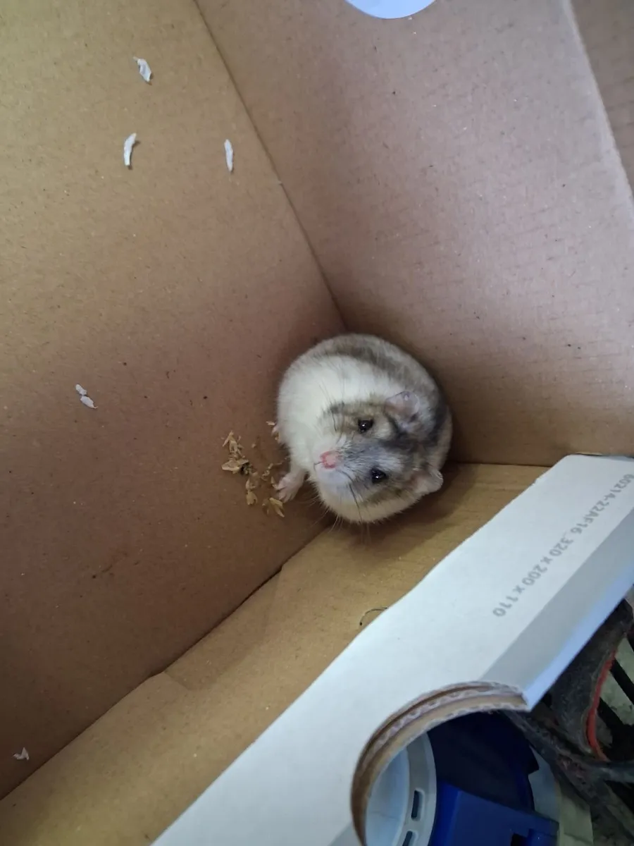 Hamster and hamster cage free to a good home - Image 2