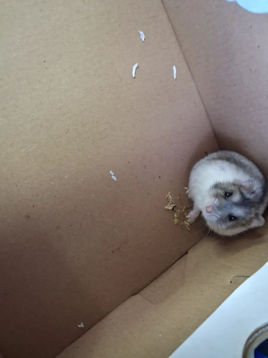 Hamster and hamster cage free to a good home - Image 4