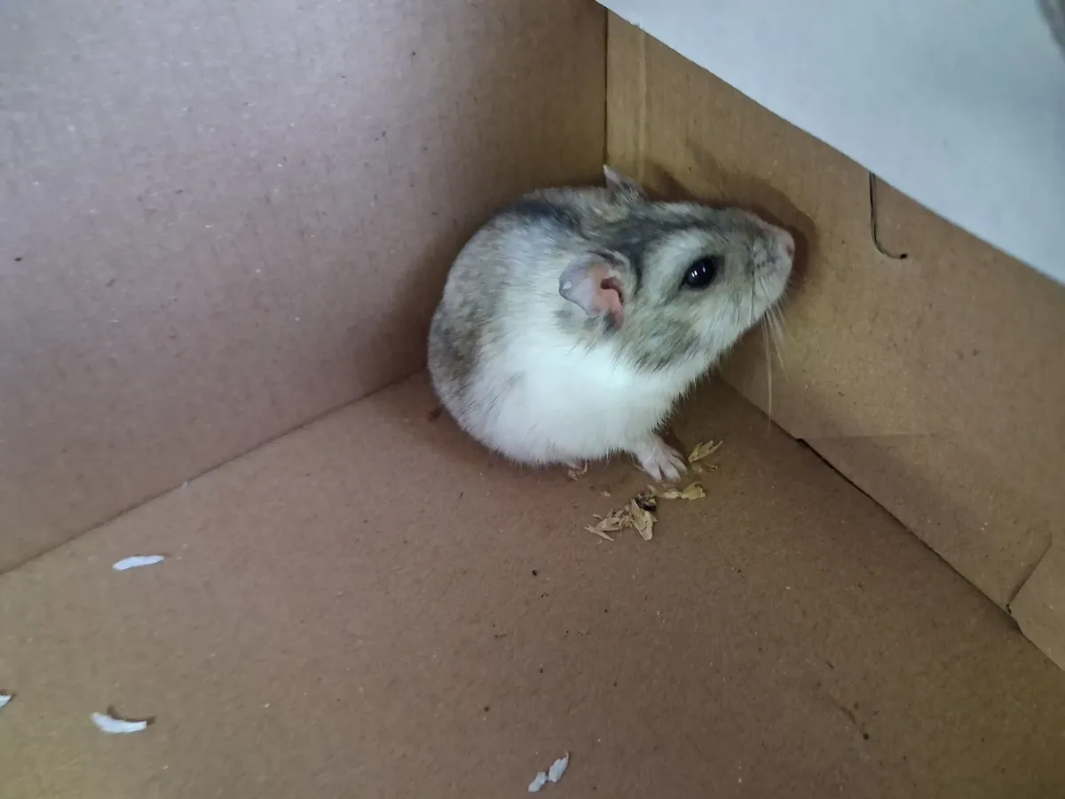 Russian dwarf hamster and cage free to a good home - Image 4