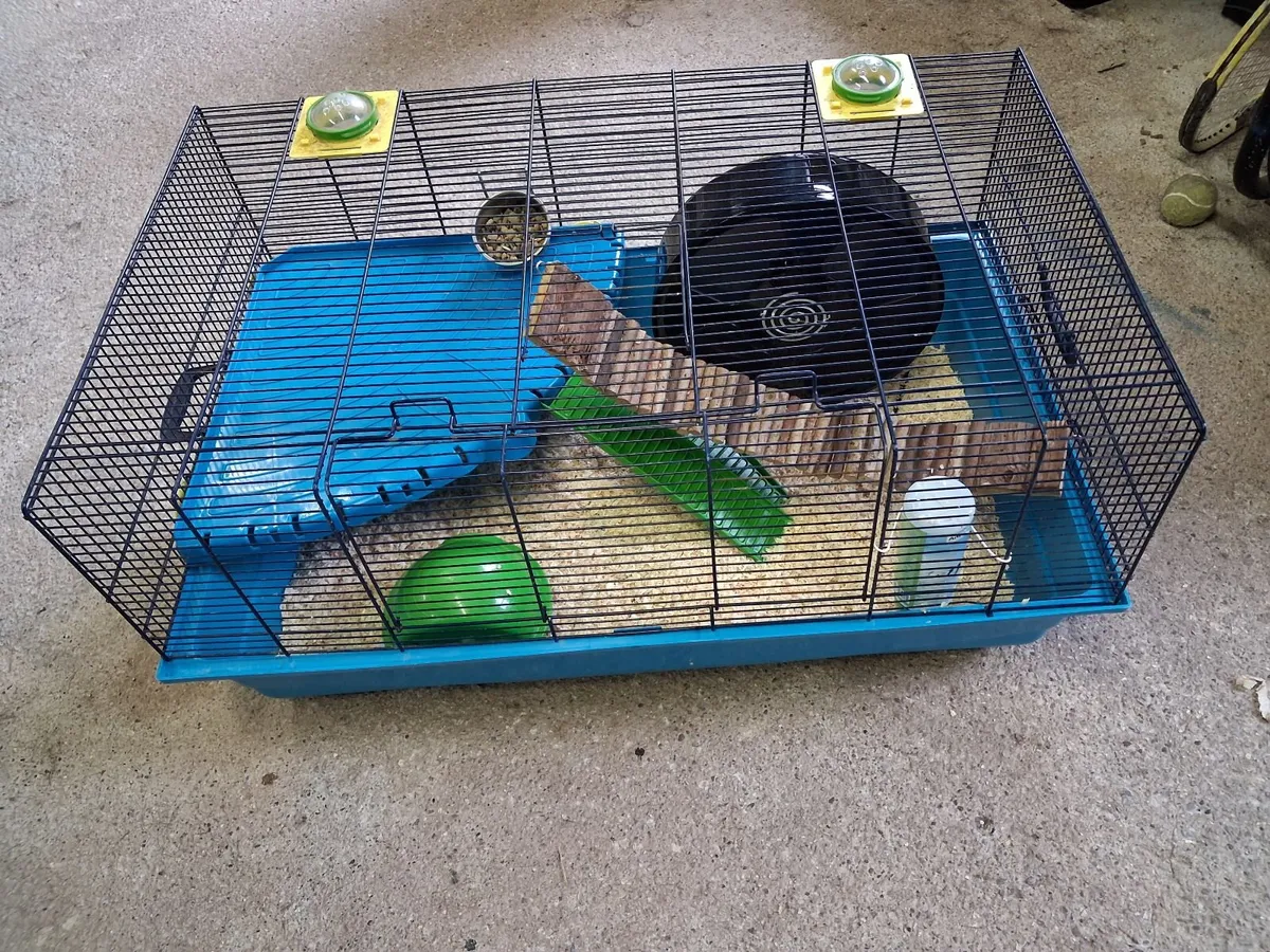 Hamster and hamster cage free to a good home - Image 3
