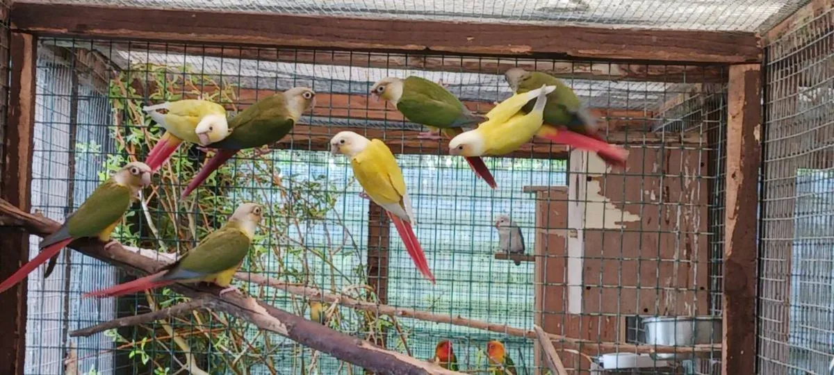 Green cheek conures - Image 1
