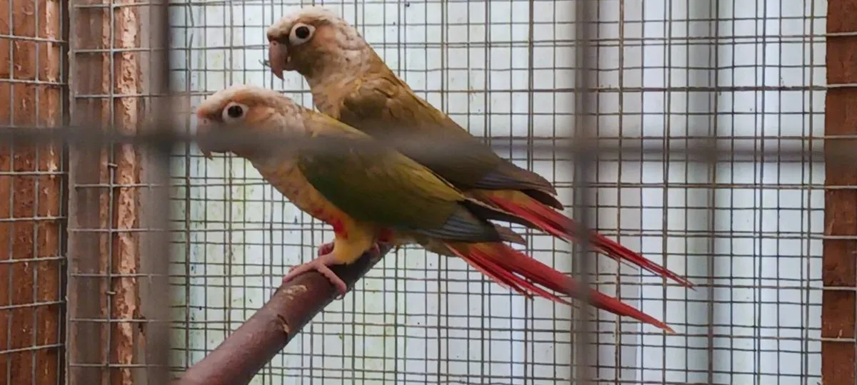 Green cheek conures - Image 2