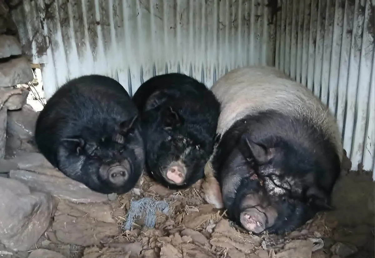 pigs - Image 1