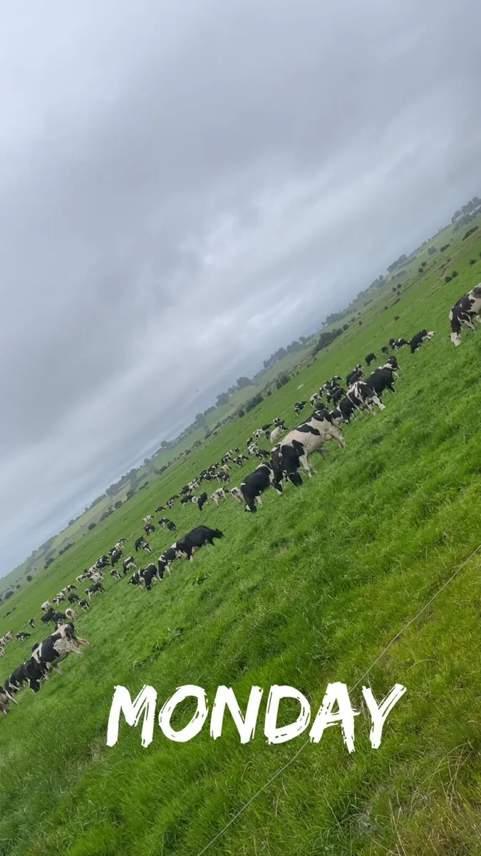 Relief milker available