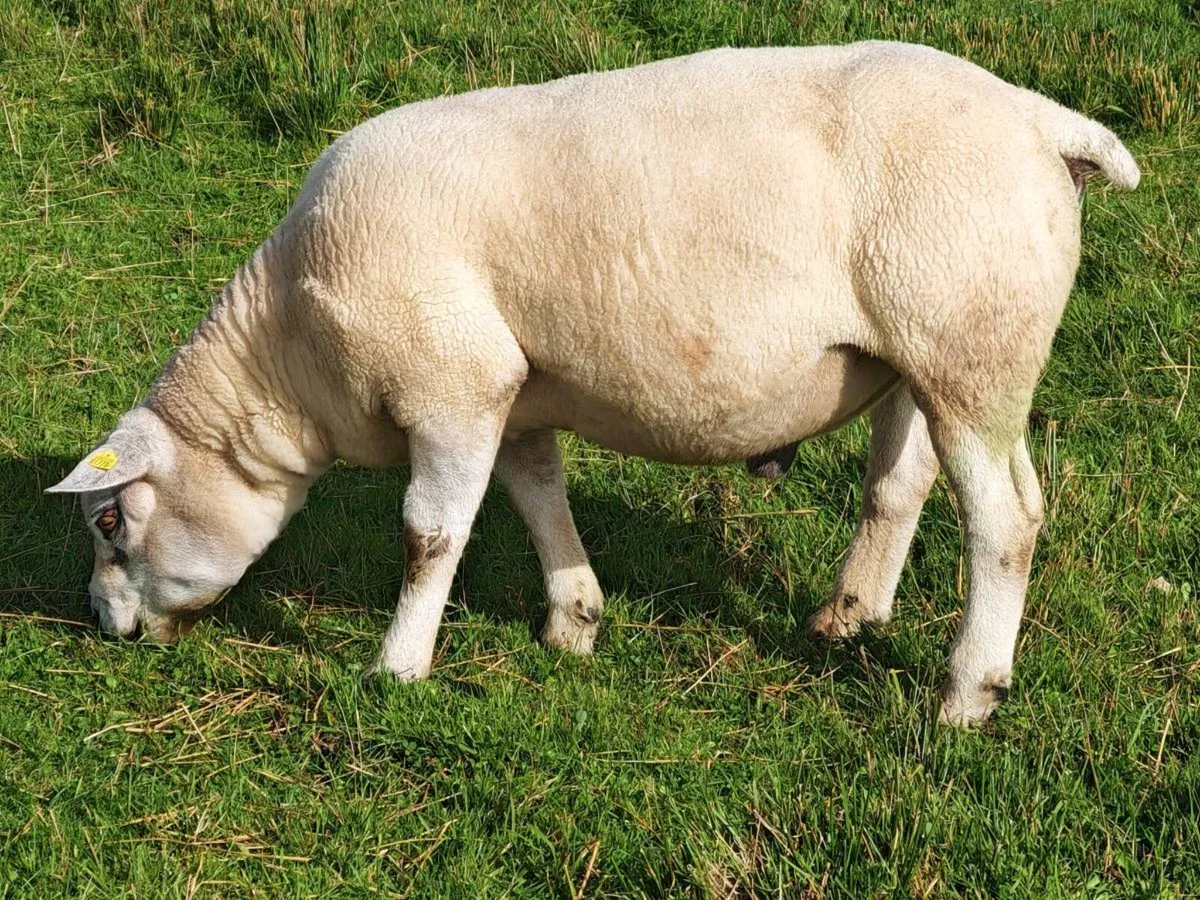 Texel Ram - Image 3
