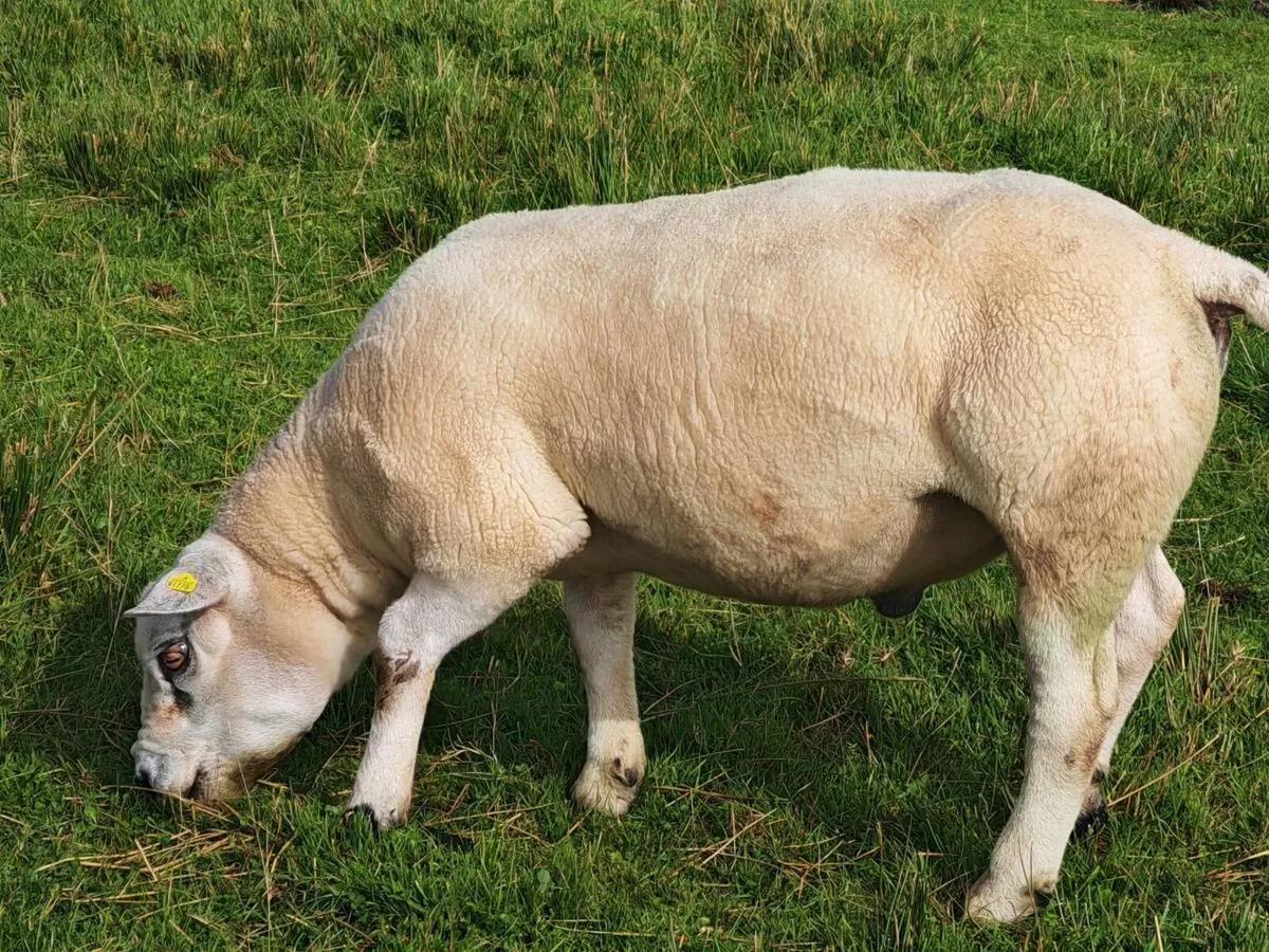 Texel Ram - Image 4