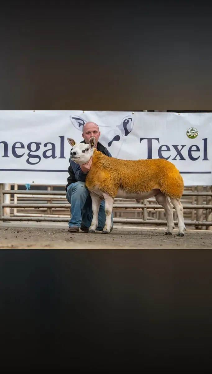 DONEGAL TEXEL BREEDERS 2ND SALE 25TH SEPTEMBER 7PM - Image 1