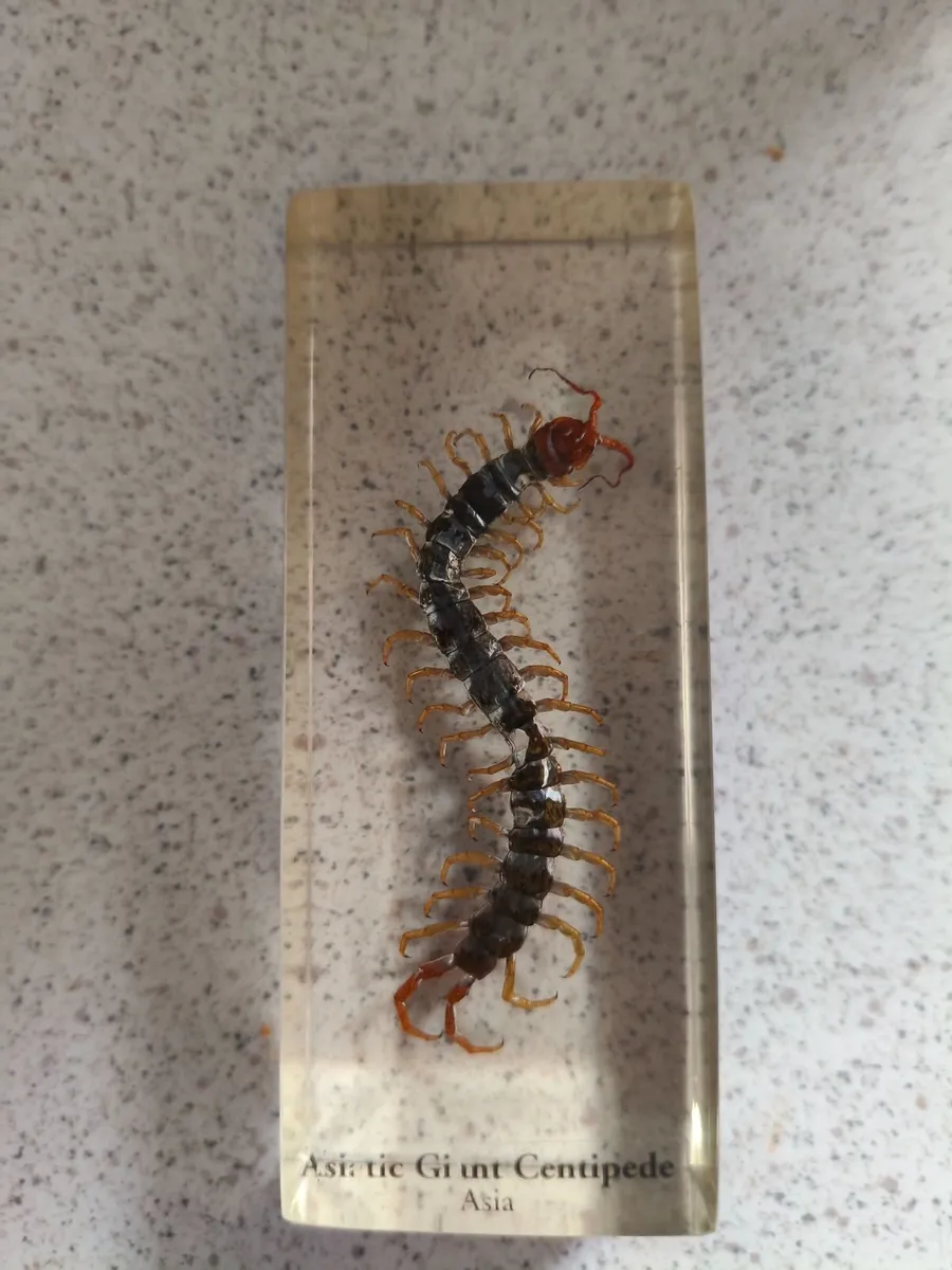 Bug's  in resin - Image 2
