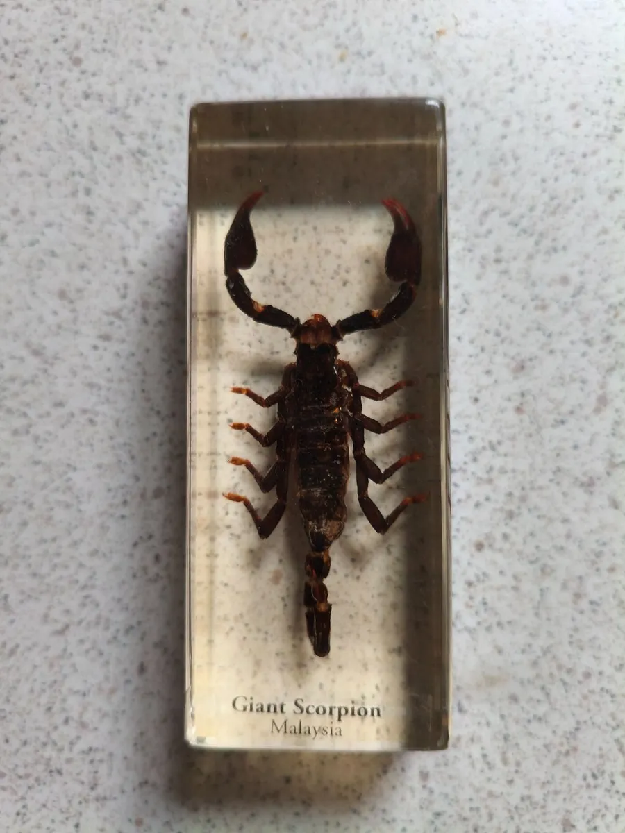 Bug's  in resin - Image 3