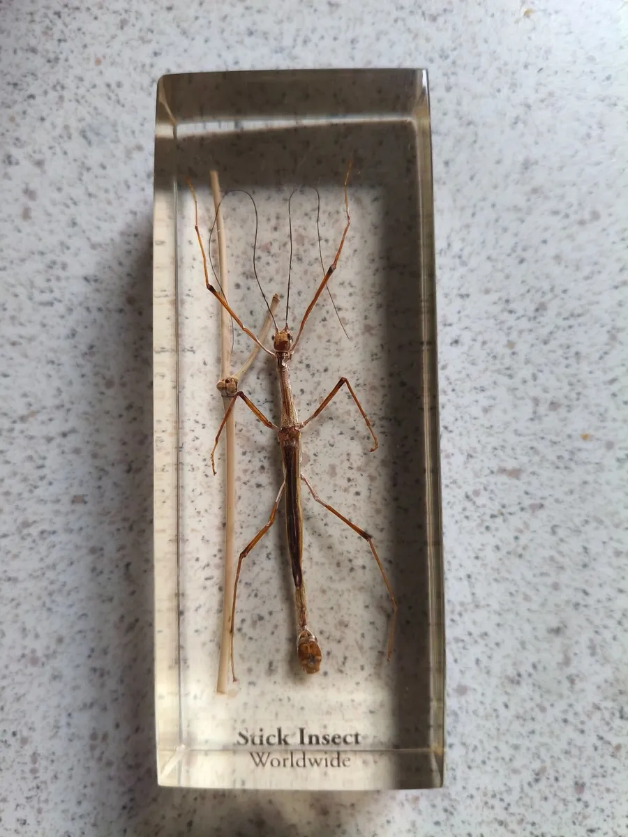 Bug's  in resin - Image 4