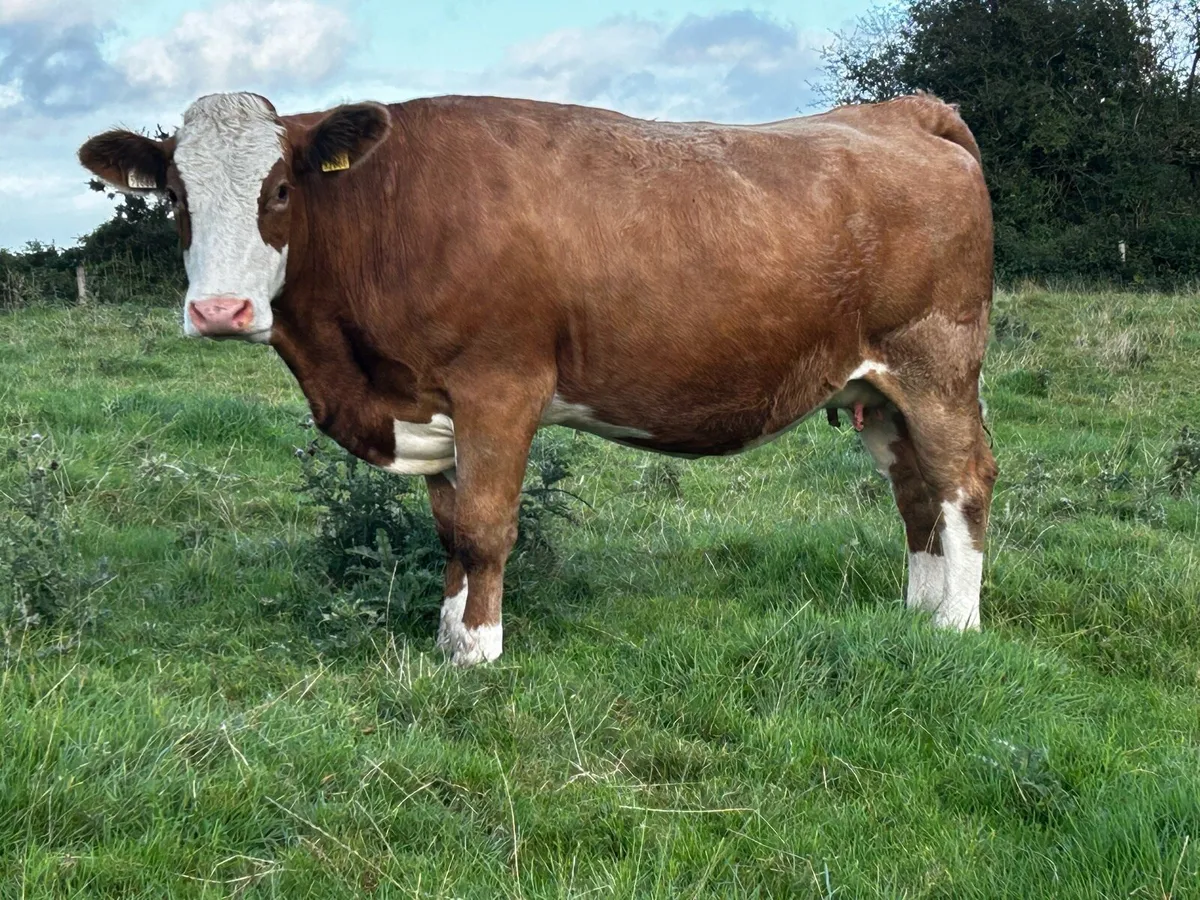 Two 5 Star Genotyped Simmental In-Calf Heifers - Image 4