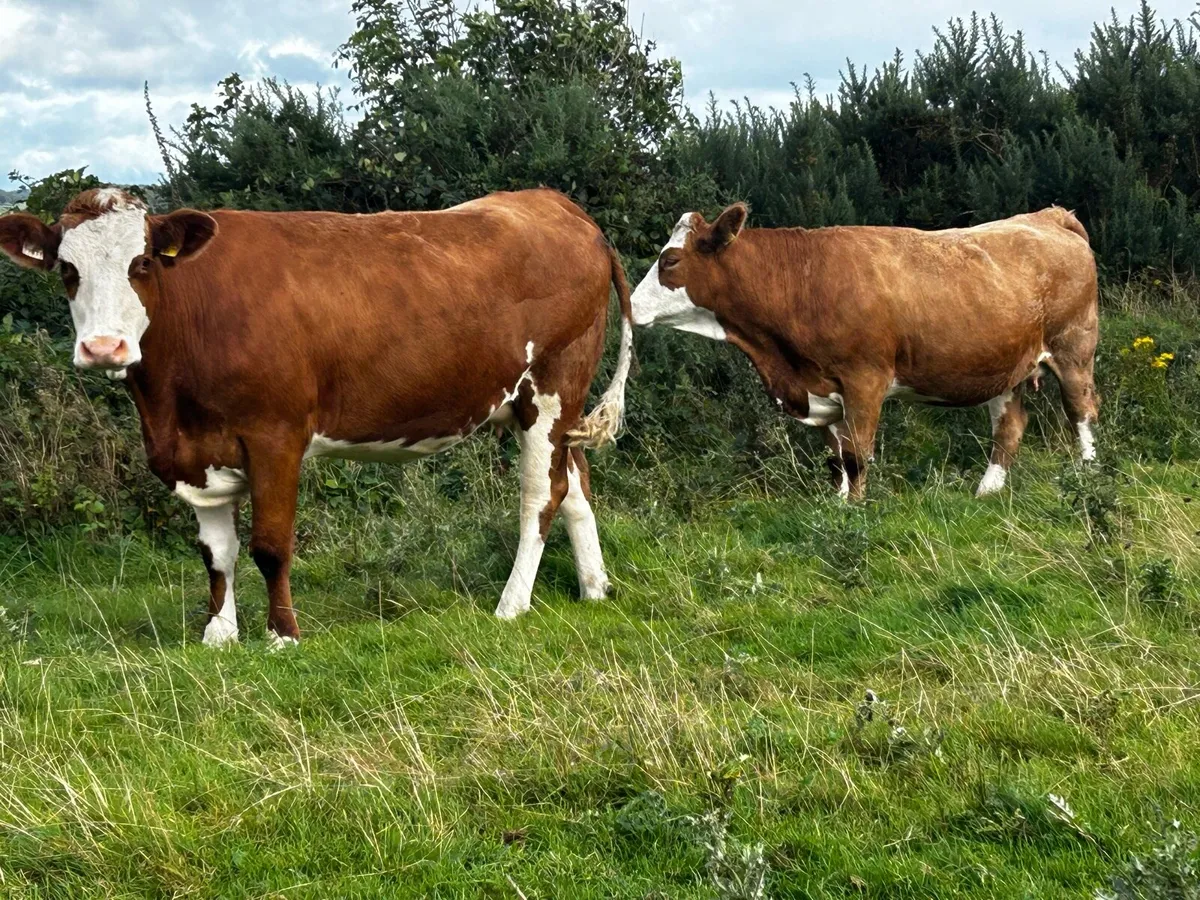 Two 5 Star Genotyped Simmental In-Calf Heifers - Image 1