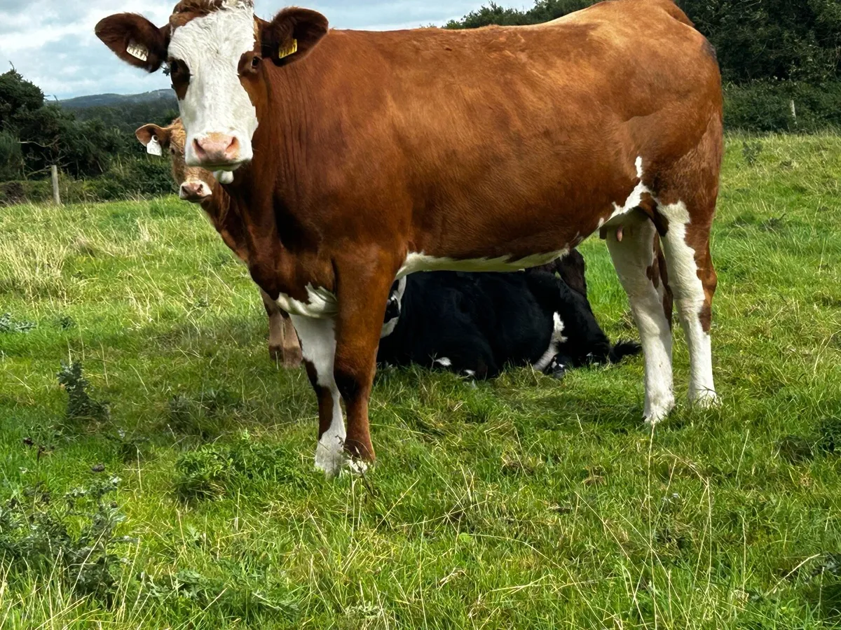 Two 5 Star Genotyped Simmental In-Calf Heifers - Image 2