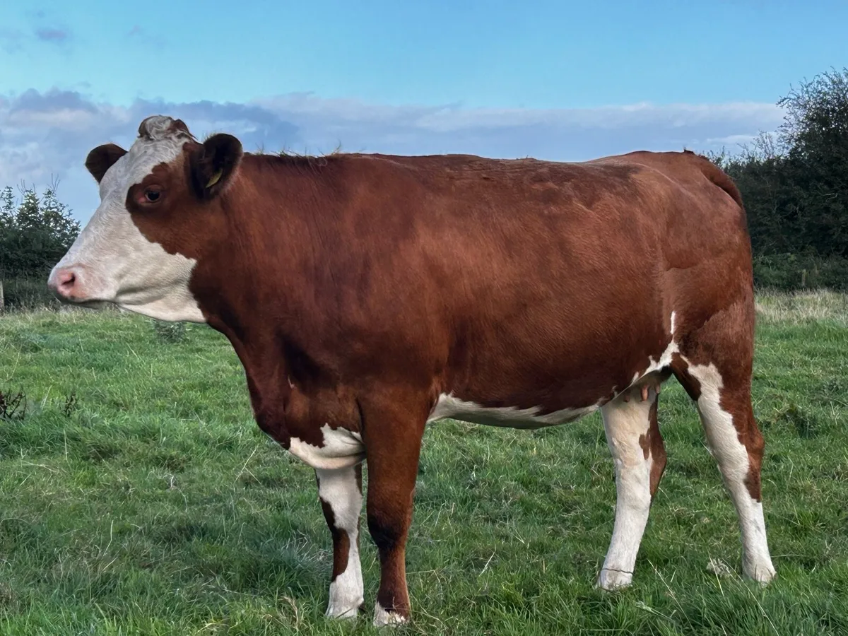 Two 5 Star Genotyped Simmental In-Calf Heifers - Image 3