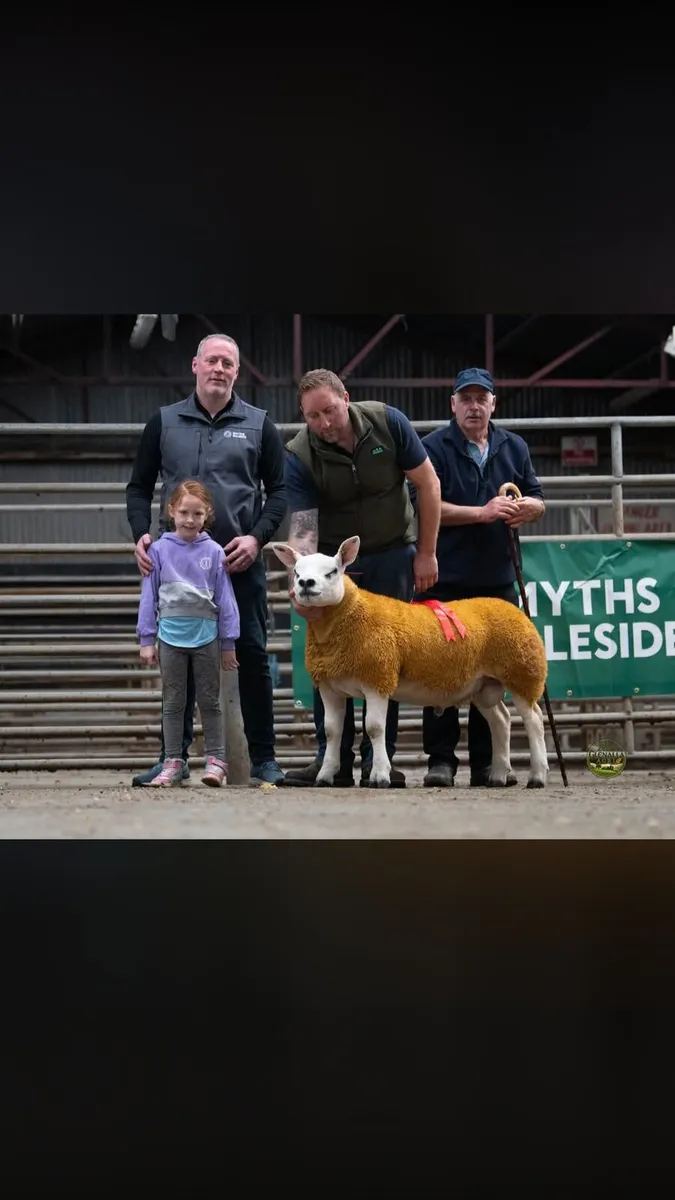 DONEGAL TEXEL BREEDERS 2ND SALE 25TH SEPTEMBER 7PM - Image 3