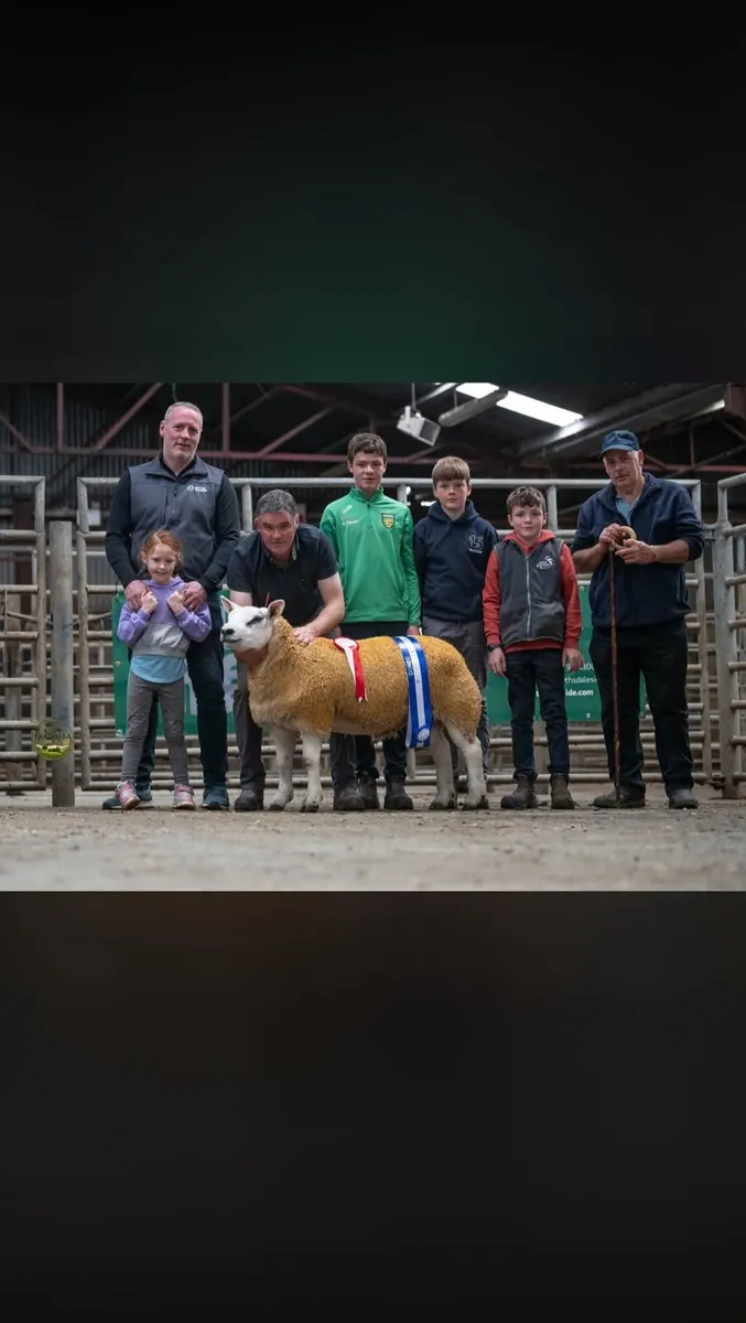DONEGAL TEXEL BREEDERS 2ND SALE 25TH SEPTEMBER 7PM - Image 4