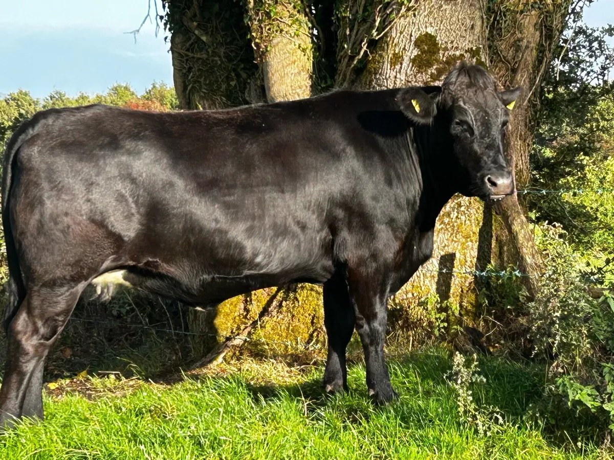 Black Limousin In-Calf Heifer - Image 2