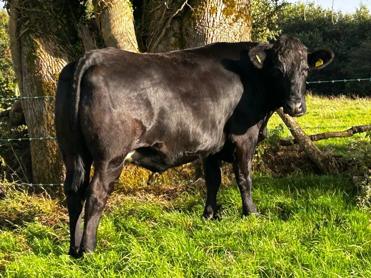 Black Limousin In-Calf Heifer - Image 1