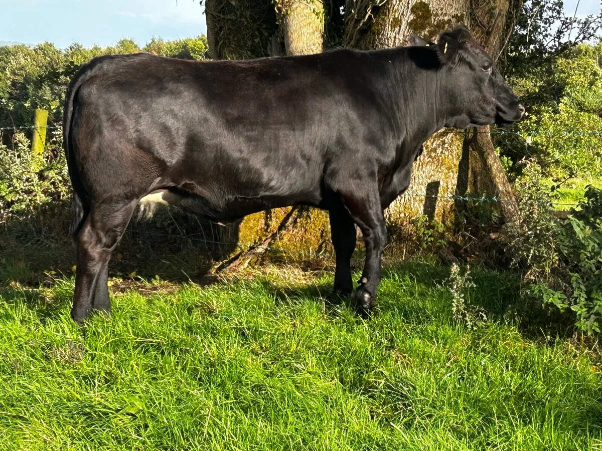 Black Limousin In-Calf Heifer - Image 3