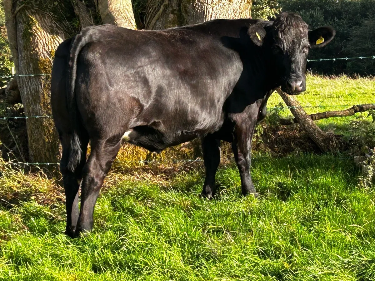 Black Limousin In-Calf Heifer - Image 4