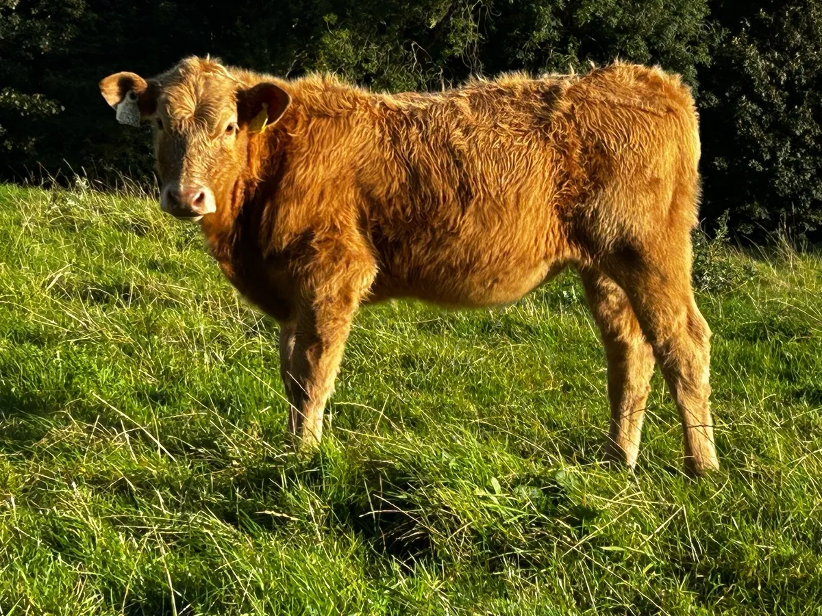 Charolais Heifer Weanling - Image 1