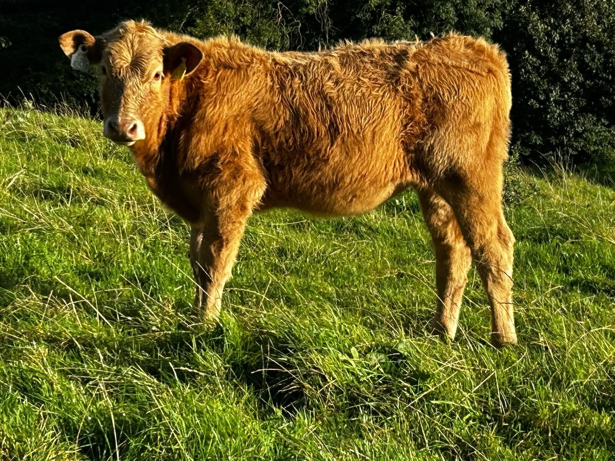 Charolais Heifer Weanling - Image 2