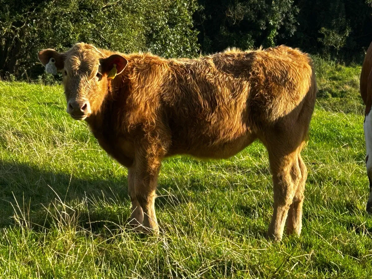 Charolais Heifer Weanling - Image 4