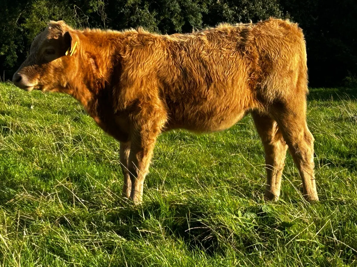 Charolais Heifer Weanling - Image 3
