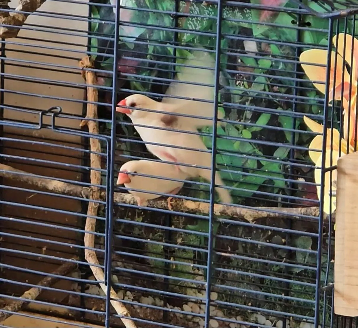 Birds - Image 1