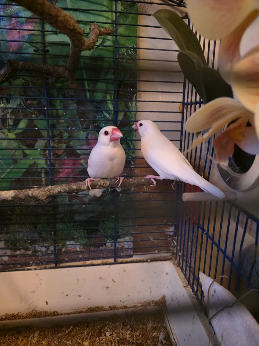 Birds - Image 3