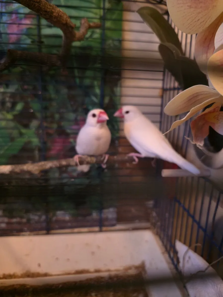 Birds - Image 4