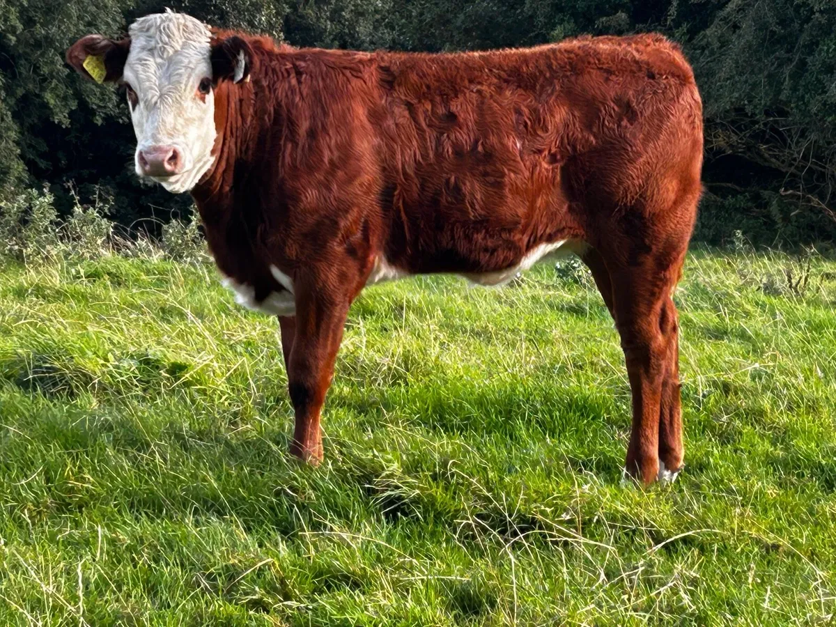 Two Limousin Heifer Weanlings - Image 3
