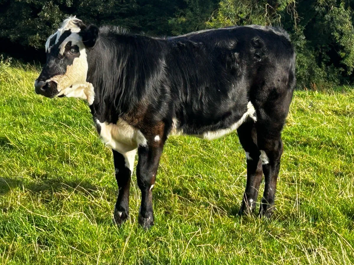 Two Limousin Heifer Weanlings - Image 4