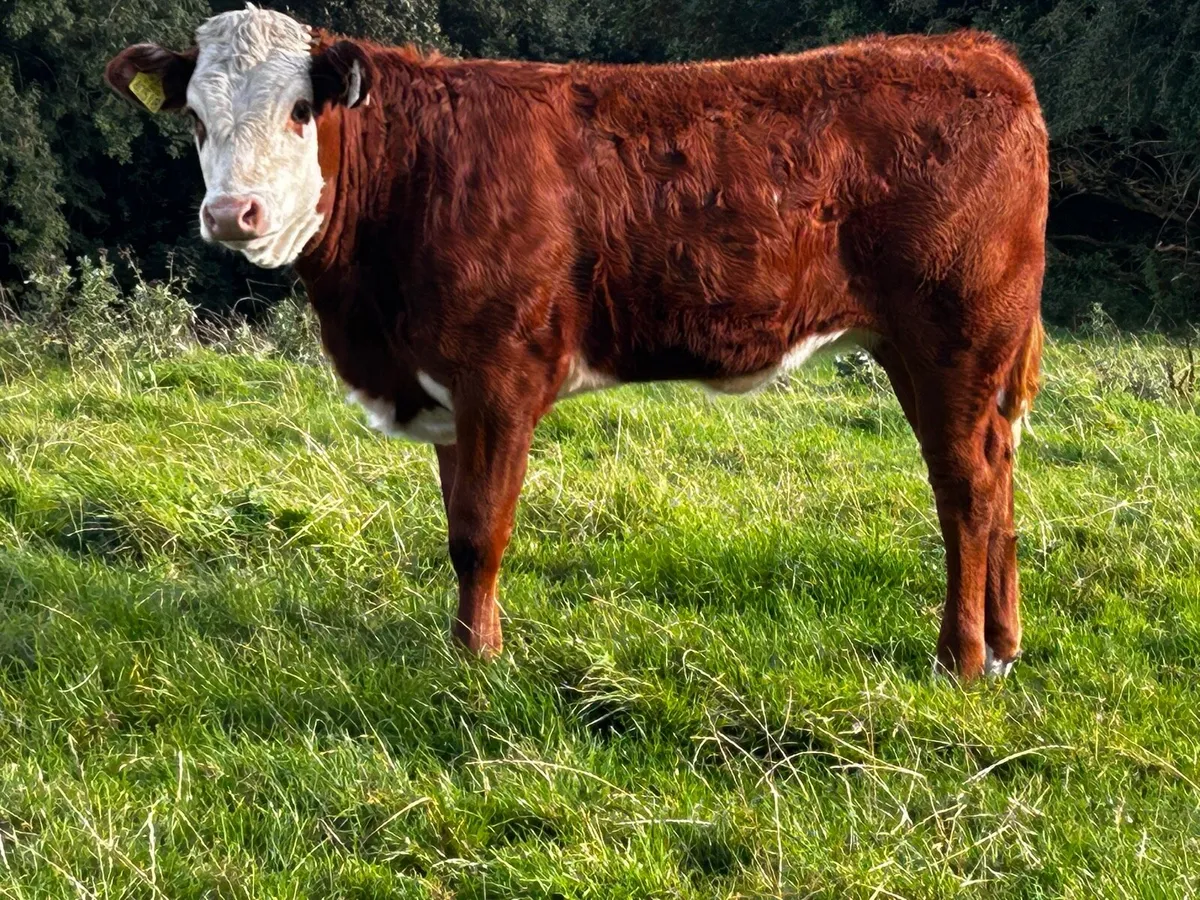 Two Limousin Heifer Weanlings - Image 1