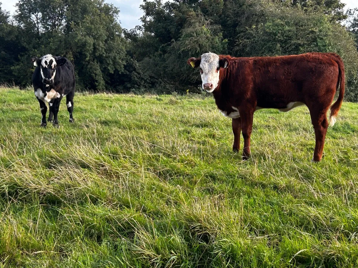 Two Limousin Heifer Weanlings - Image 2