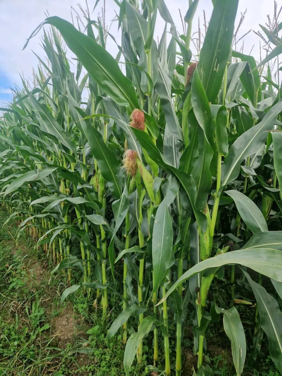 Maize - Image 1