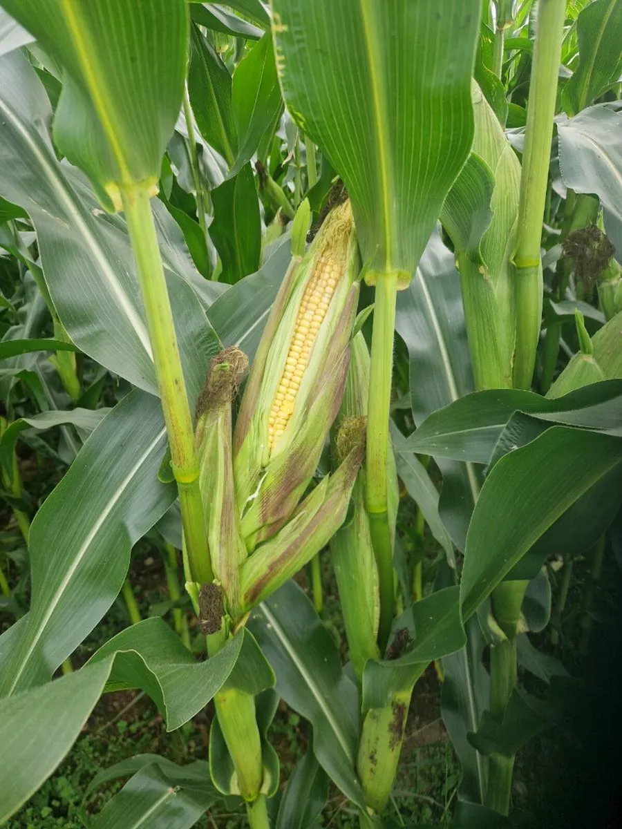Maize - Image 2