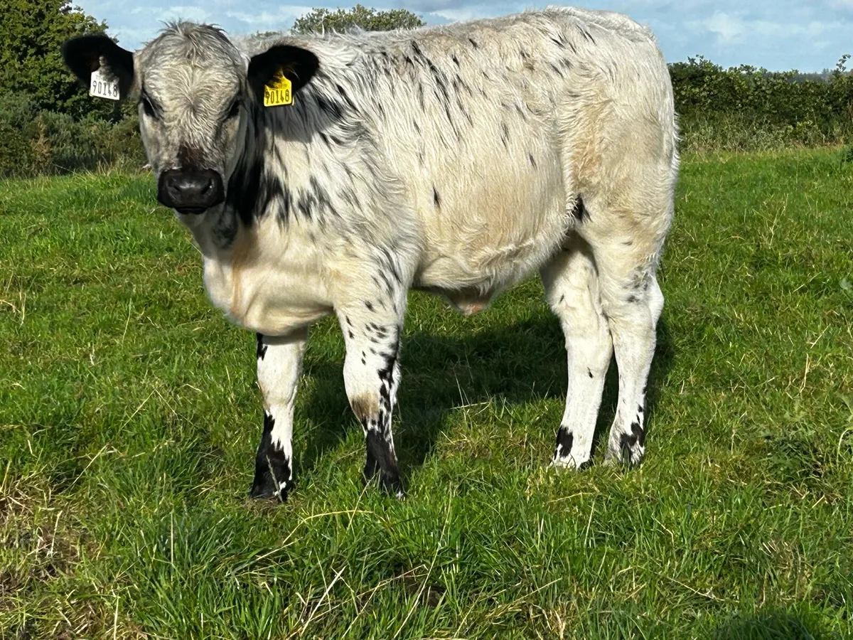 Homebred Blue Heifer Weanling - Image 1