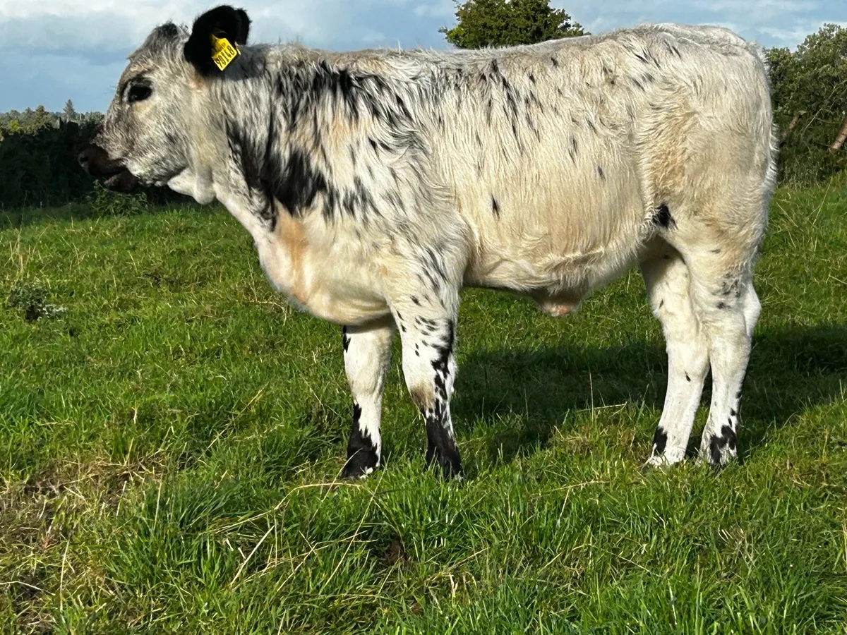 Homebred Blue Heifer Weanling - Image 2
