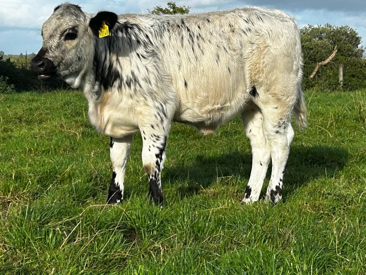 Homebred Blue Heifer Weanling - Image 3