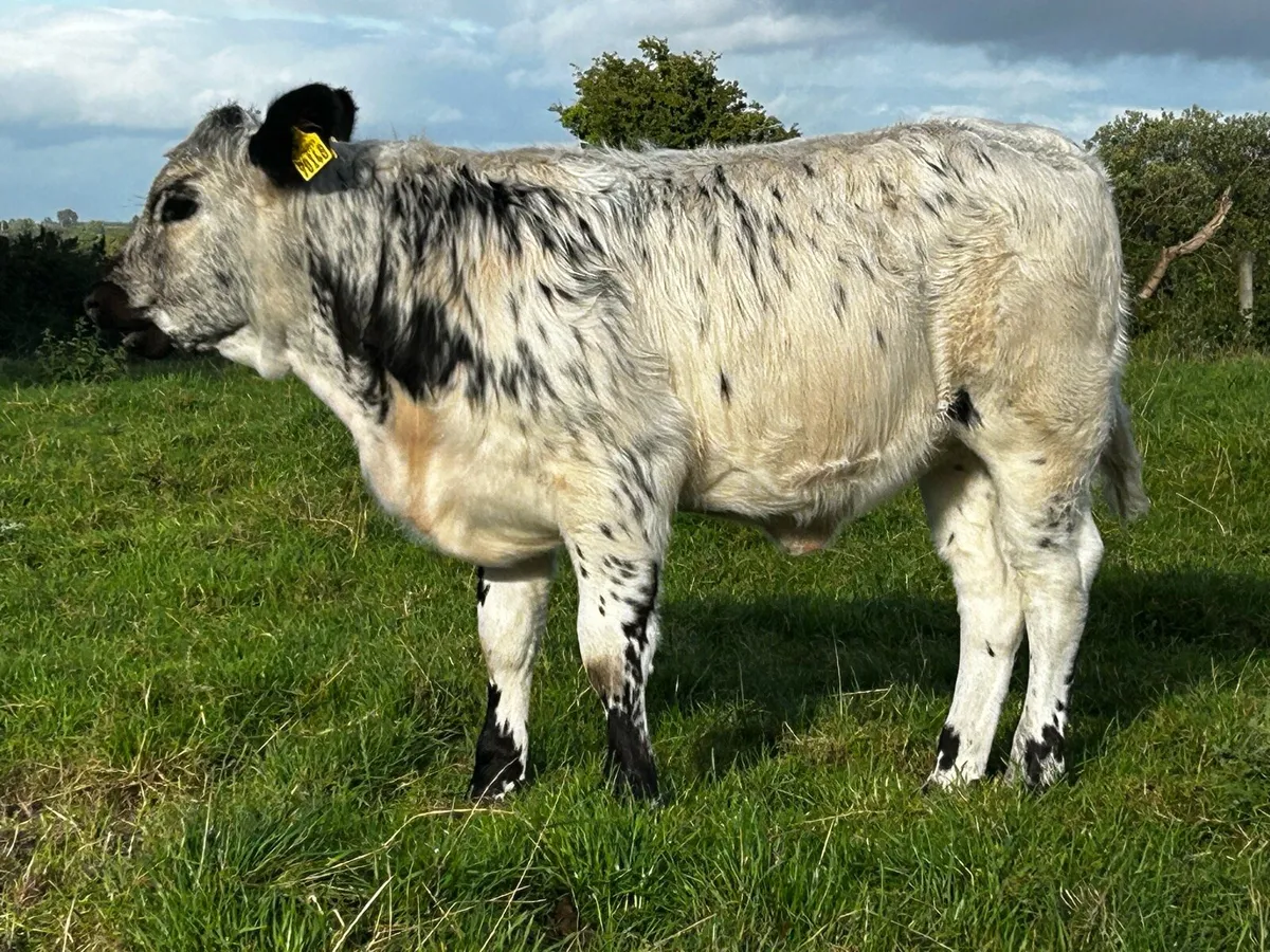 Homebred Blue Heifer Weanling - Image 4